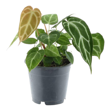 Livraison plante Anthurium Chrystallium