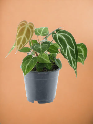 Anthurium Crystallinum