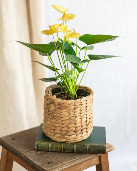 Livraison plante Anthurium citron