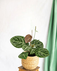 Anthurium Crystallinum Hybrid Compact