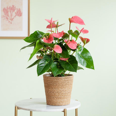 Livraison plante Anthurium Rose et son pot