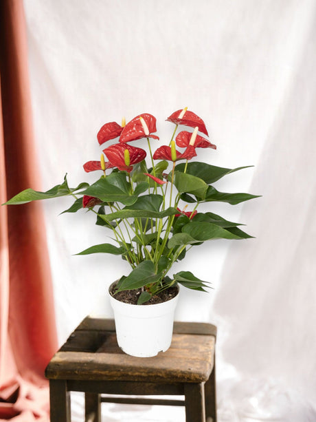 Livraison plante Anthurium Rouge h55cm