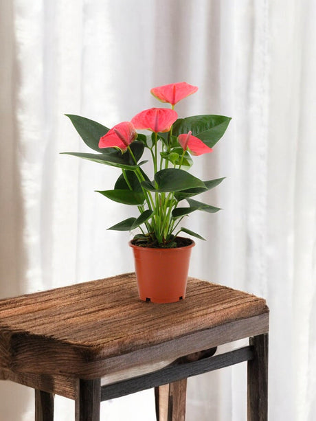 Livraison plante Anthurium rouge - Le rêveur