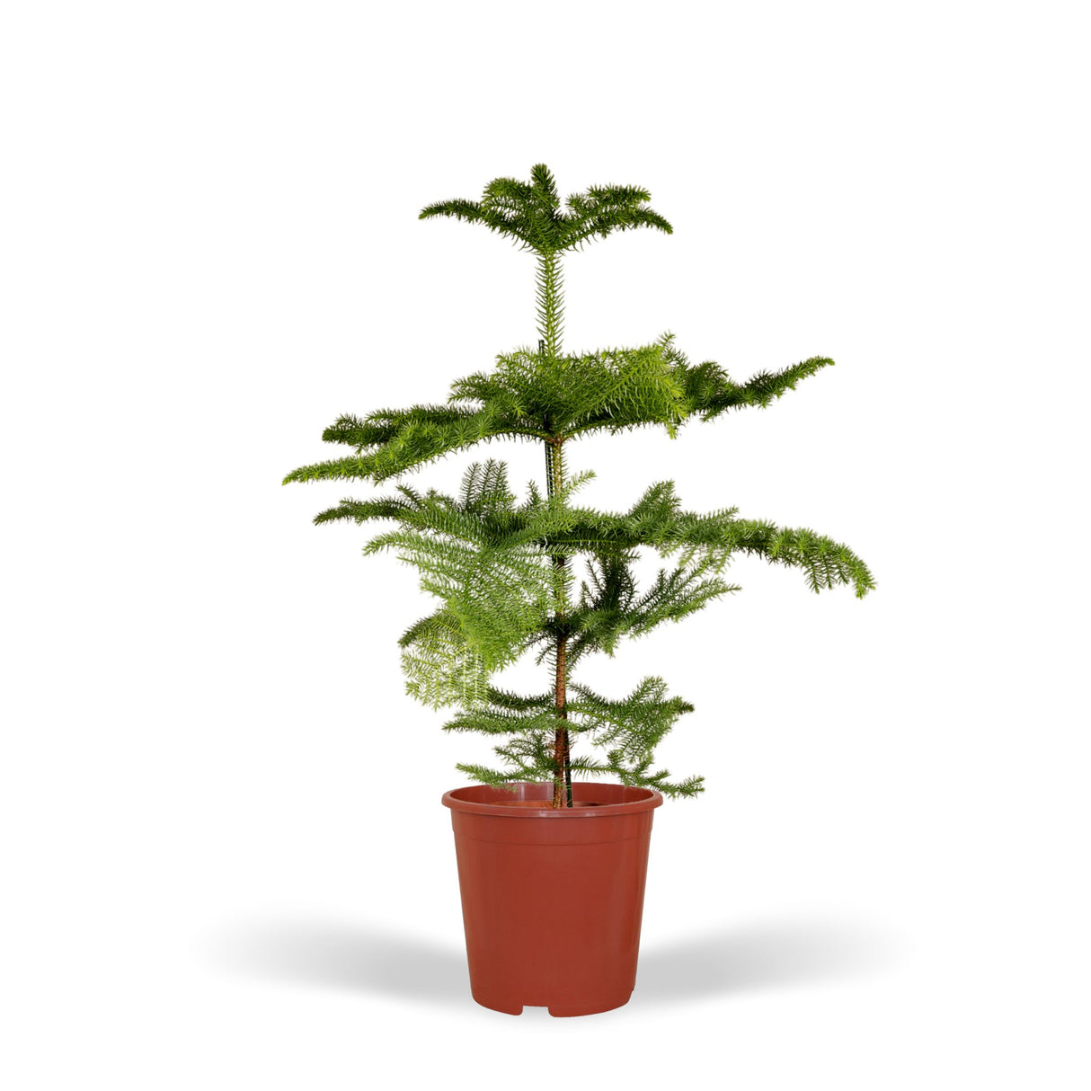 Livraison plante Araucaria