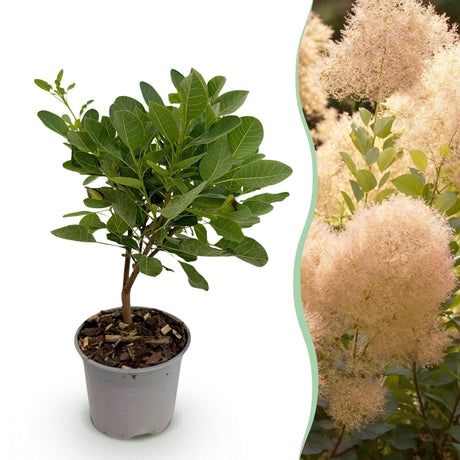 Livraison plante Arbre à perruque