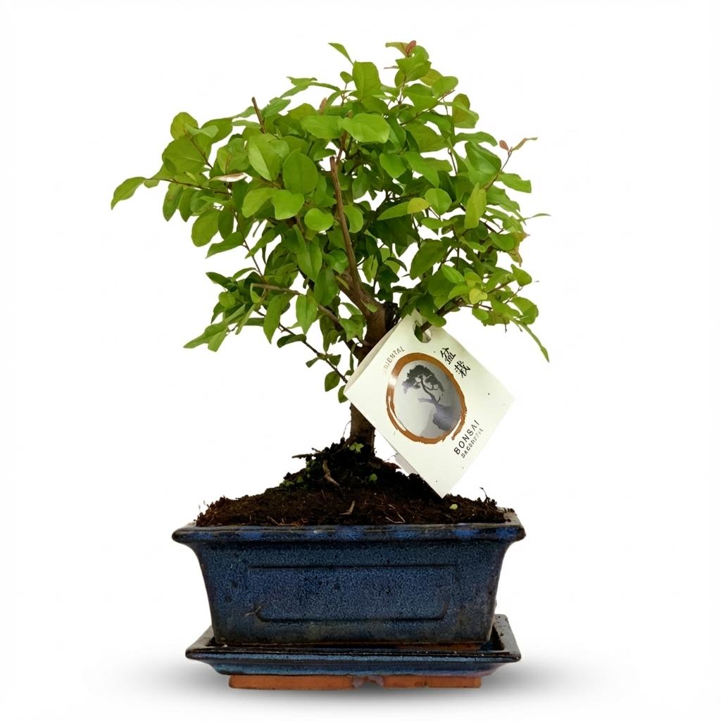Livraison plante Arbre bonsaï et pot en céramique
