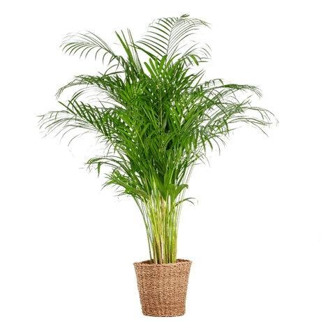 Livraison plante Areca Palm XL et son pot