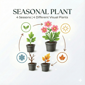 Livraison plante Asaret