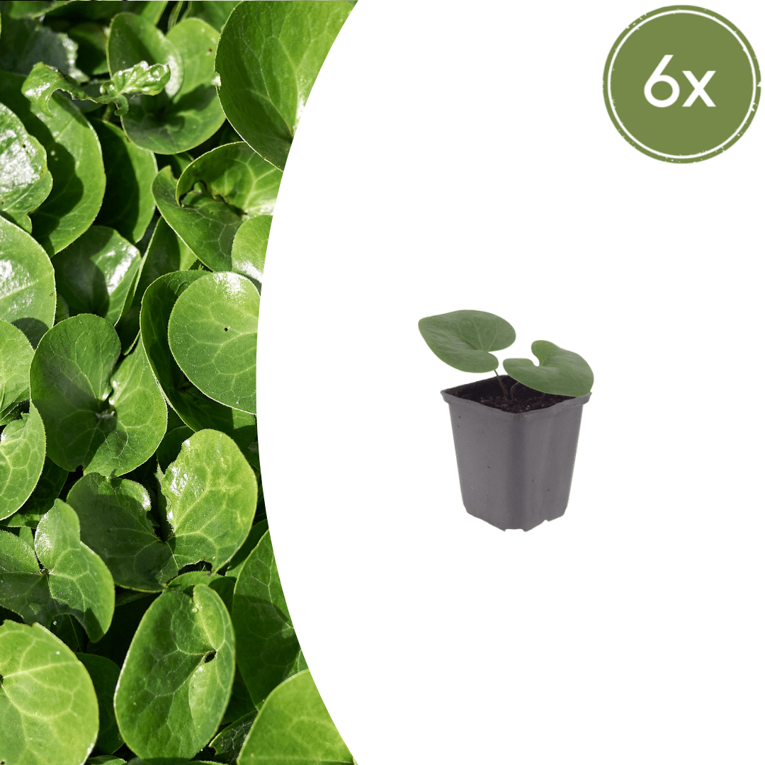 Livraison plante Asaret