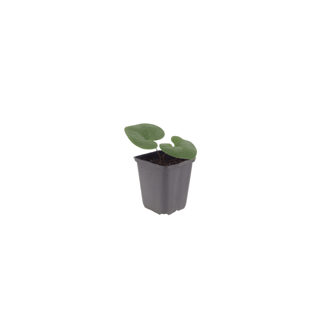 Livraison plante Asaret