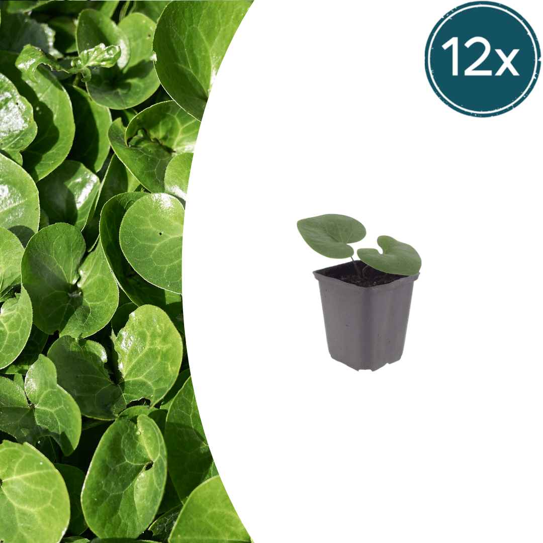 Livraison plante Asaret