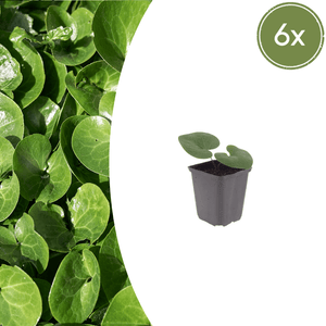 Livraison plante Asaret