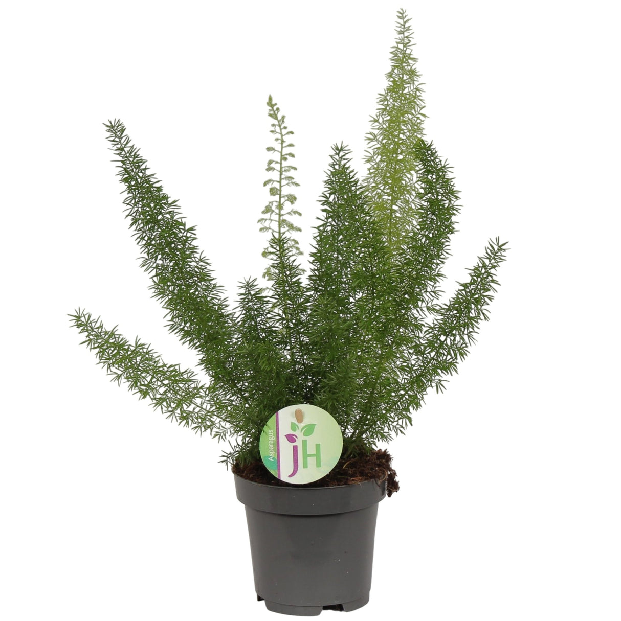 Livraison plante Asparagus 'Meyeri'