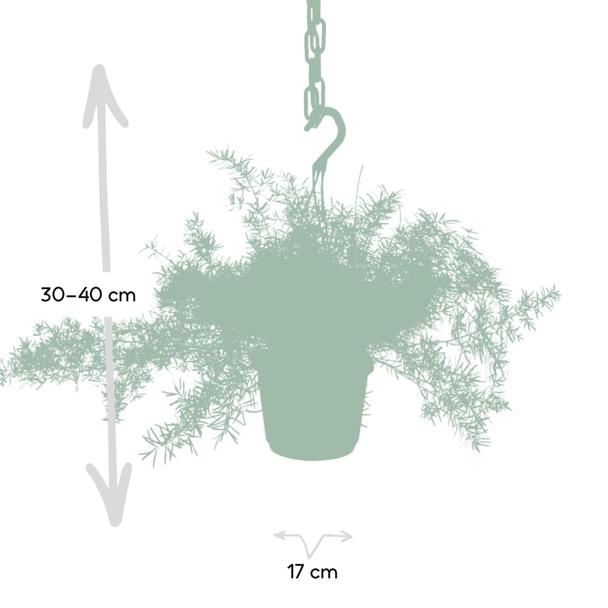 Livraison plante Asparagus Sprengeri Hang h35cm