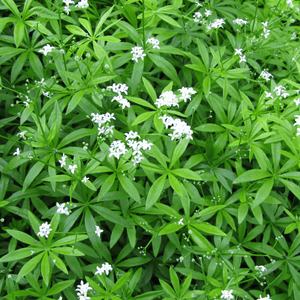 Livraison plante Aspérule odorante