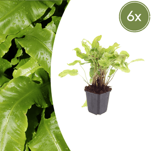 Livraison plante Asplenium