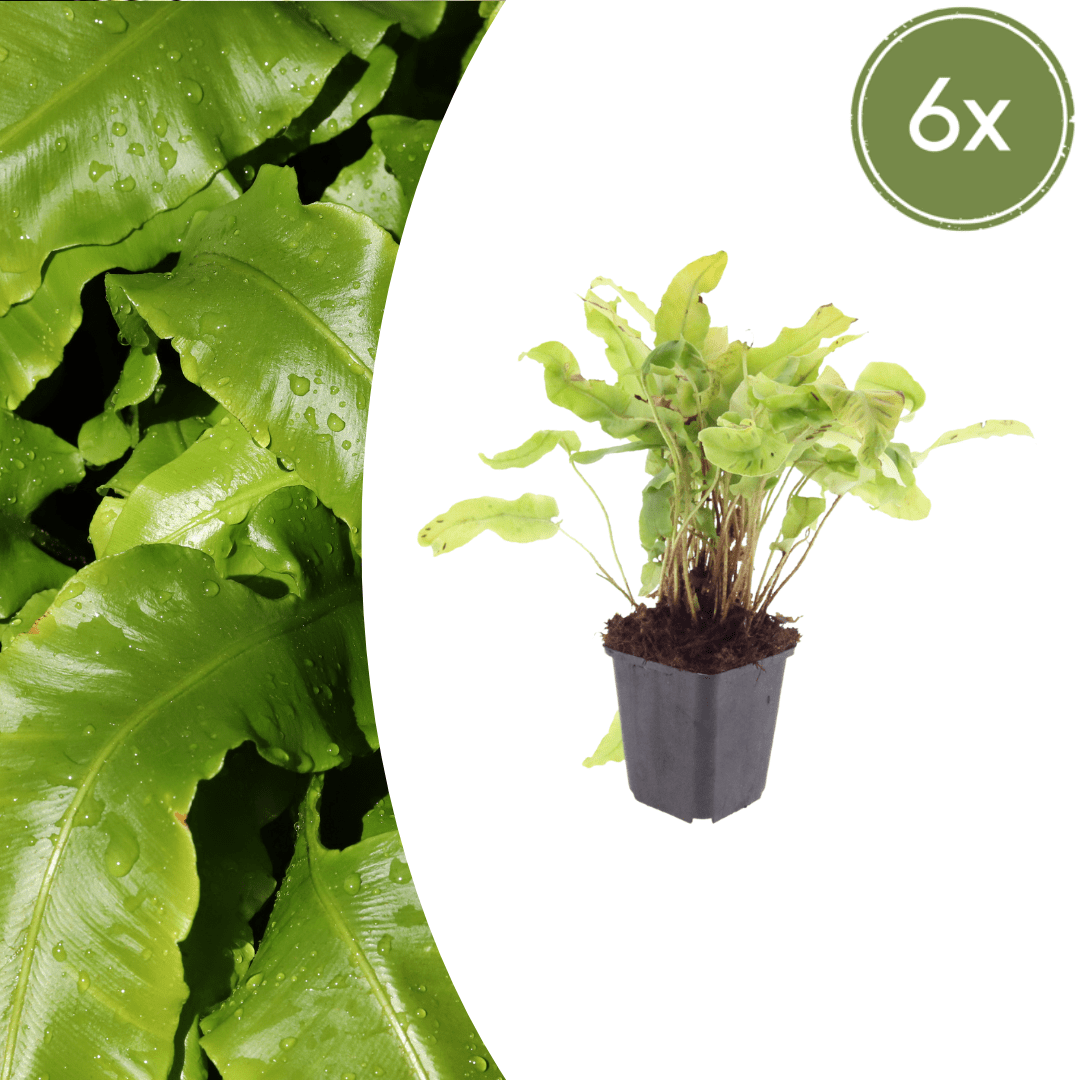 Livraison plante Asplenium