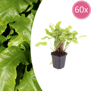 Livraison plante Asplenium