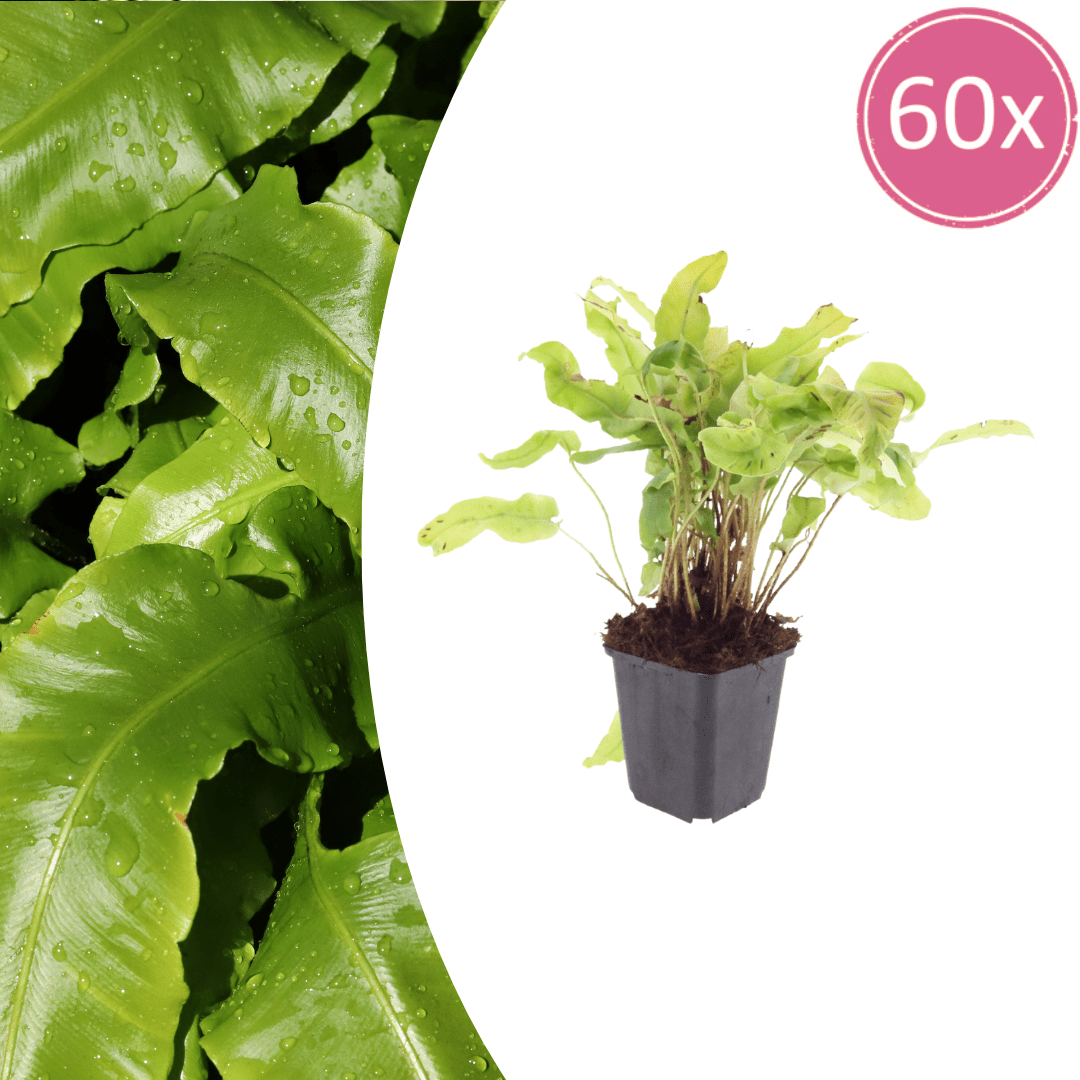 Livraison plante Asplenium