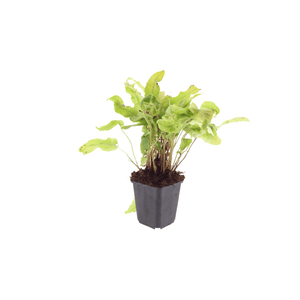 Livraison plante Asplenium