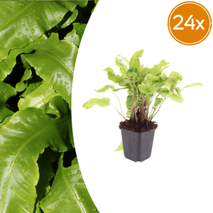 Livraison plante Asplenium