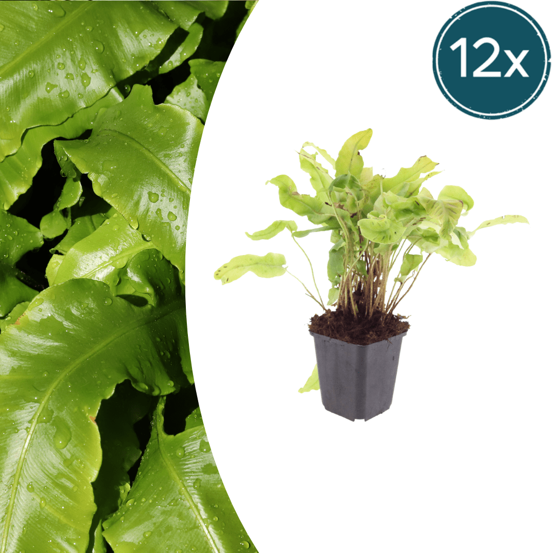 Livraison plante Asplenium
