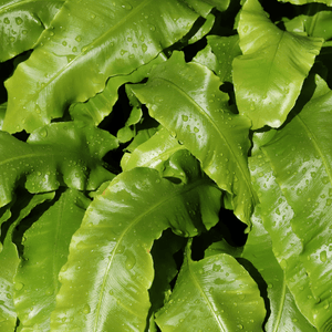 Livraison plante Asplenium