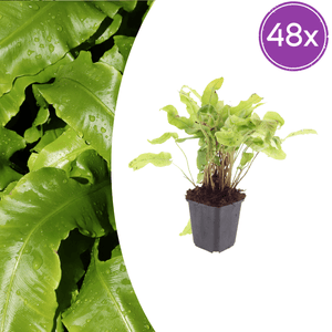 Livraison plante Asplenium