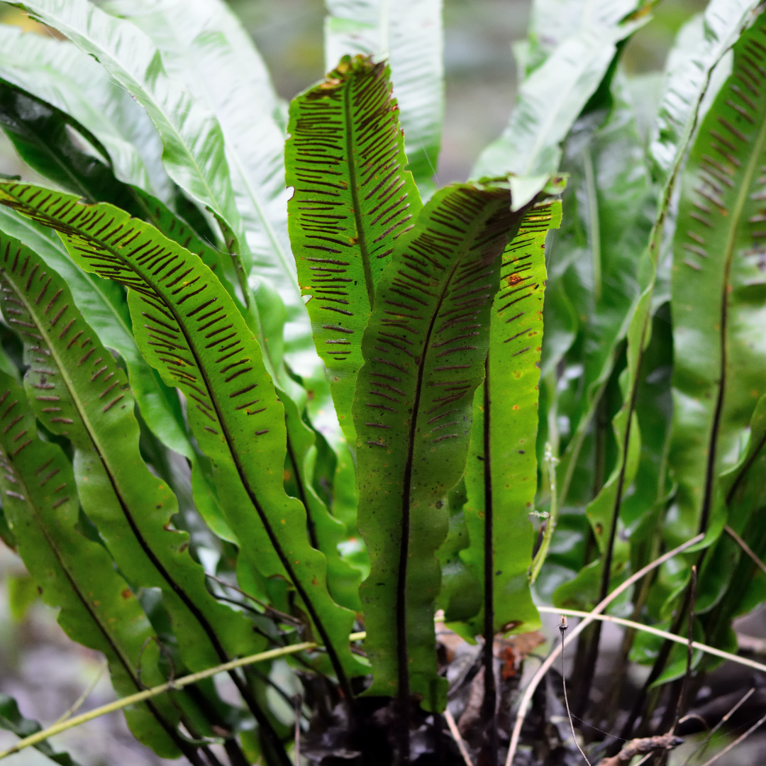 Livraison plante Asplenium