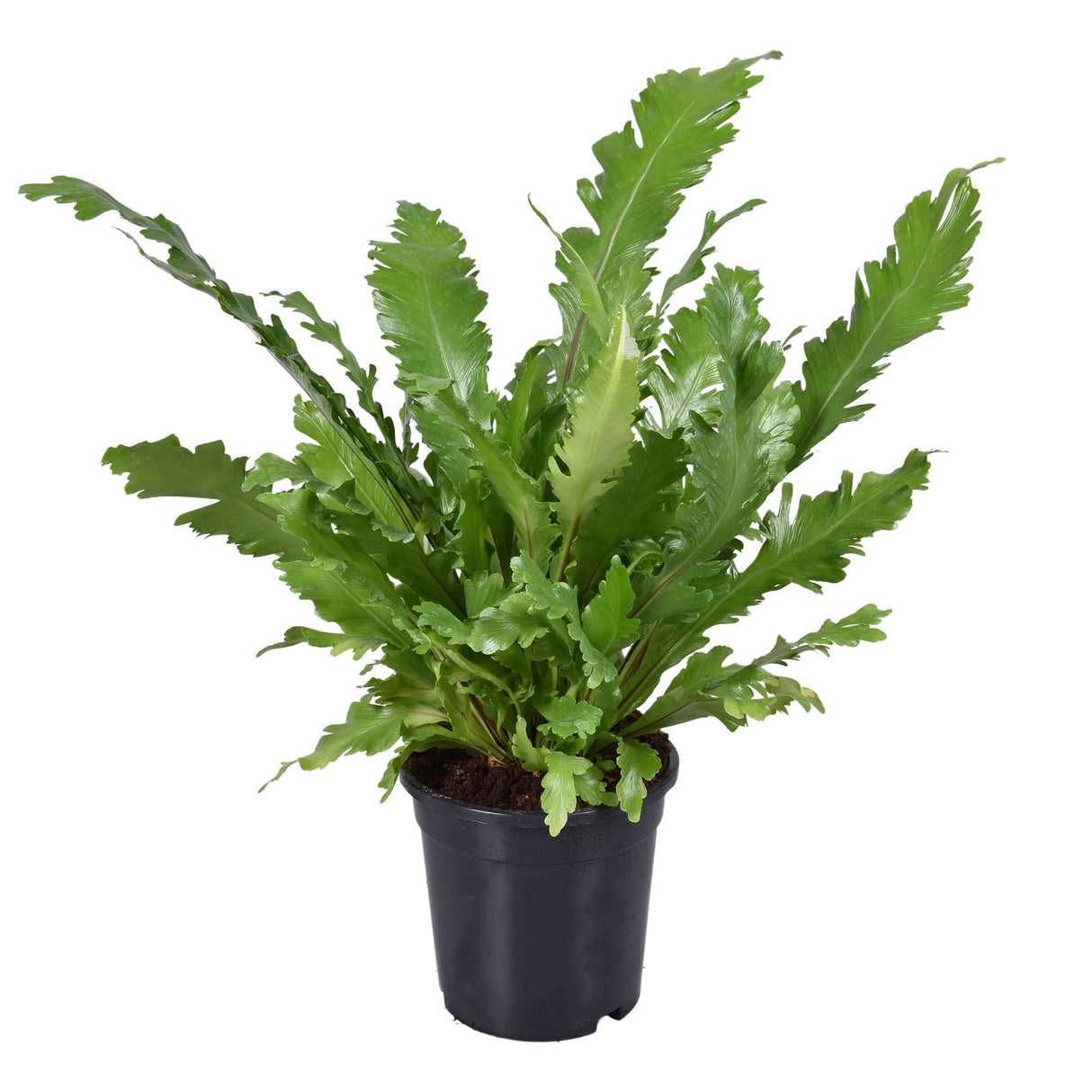 Livraison plante Asplenium 'Campio'