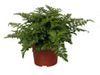 Livraison plante Asplenium 'Parvati'