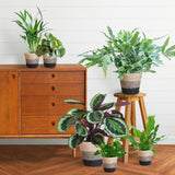 Livraison plante Assortiment de 6 plantes Pet's Friendly + Panier