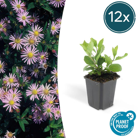 Livraison plante Aster ageratoides Asran