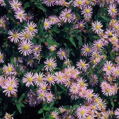 Japanese Aster (Aster ageratoides) 'Asran'