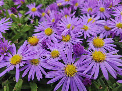 Dwarf Autumn Aster (Aster dumosus) 'Prof. Anton Kippenberg'