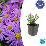 Livraison plante Aster Prof Anton Kippenberg