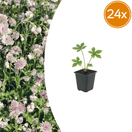 Livraison plante Astrance major