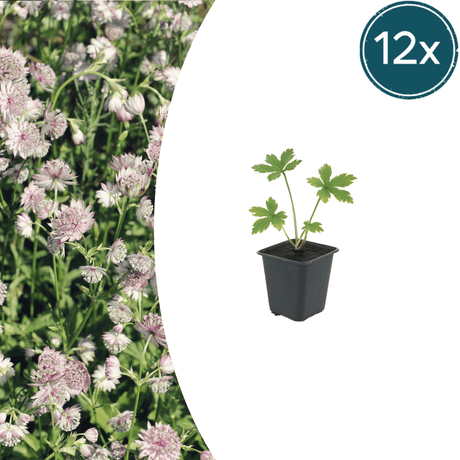 Livraison plante Astrance major