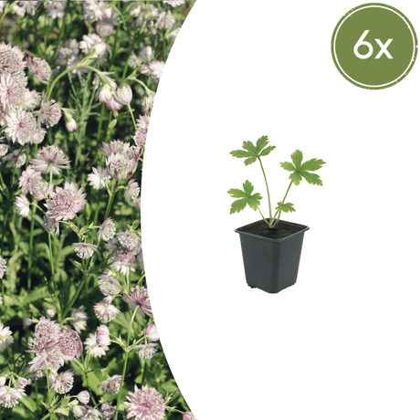 Livraison plante Astrance major