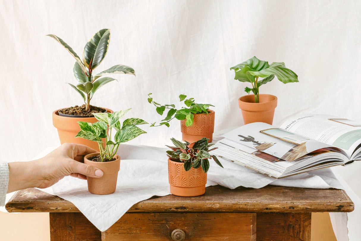 Livraison plante Baby Plantes