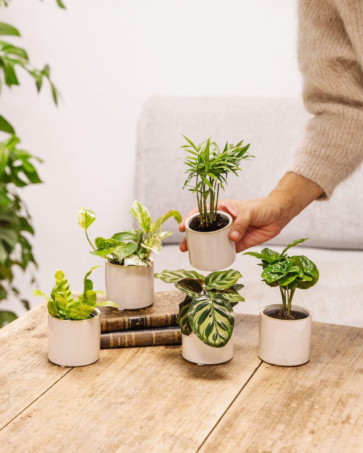 Livraison plante Baby Plantes