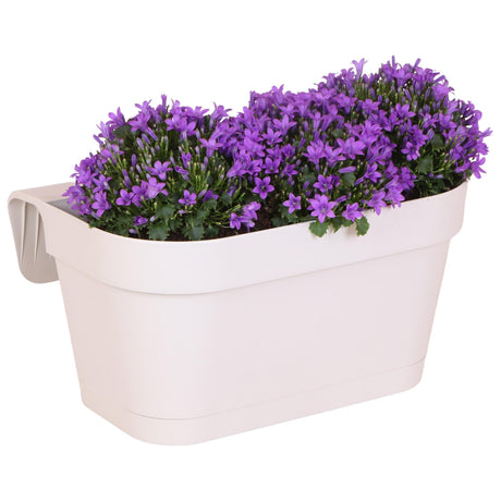 Livraison plante Balkonbak blanche avec 3 Campanula Addenda violettes - Clochettes