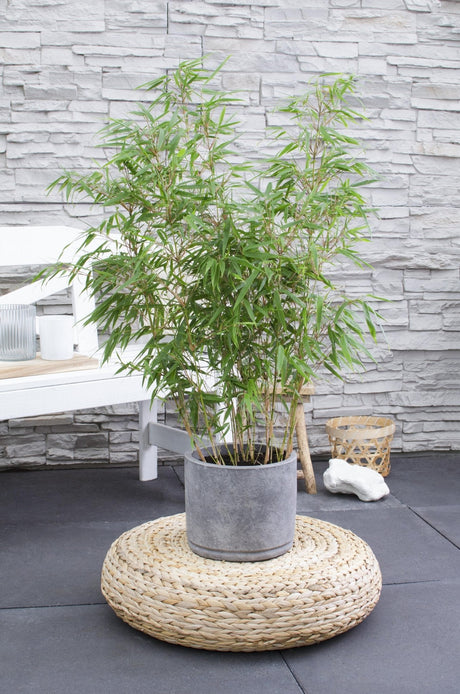 Livraison plante Bambou Fargesia Rufa - ↨80cm - Ø23 - plante d'extérieur