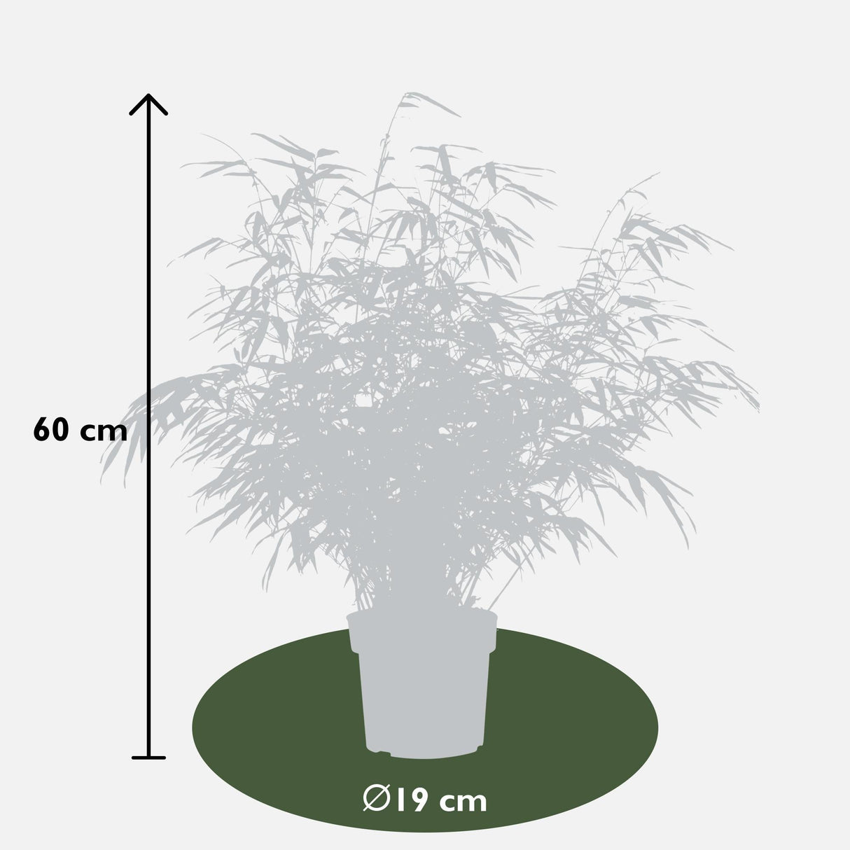 Livraison plante Bambou Rufa - Lot de 4