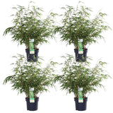 Livraison plante Bambou Rufa - Lot de 4