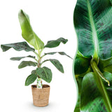 Livraison plante Bananier Cavendish et panier H70 cm