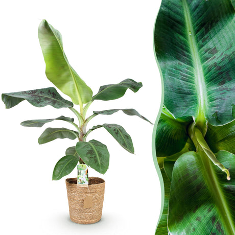 Livraison plante Bananier Cavendish et panier H70 cm
