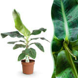 Livraison plante Bananier Cavendish et panier H75 cm