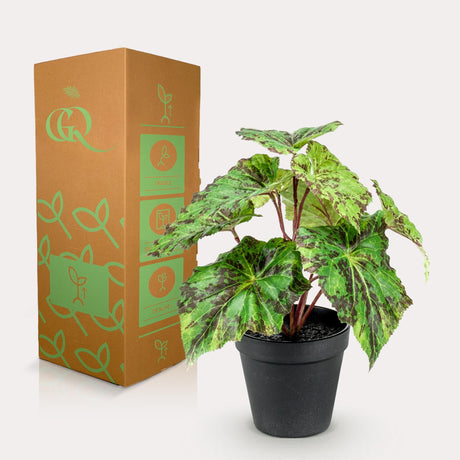 Livraison plante Begonia Rex plante artificielle - h25cm, Ø11cm