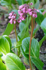 Livraison plante Bergénie cordifolia 'Herbstblüte'